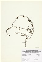 藏品(黃細心)的圖片